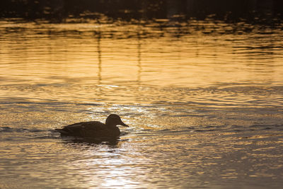 Silhouette duck swimming in water