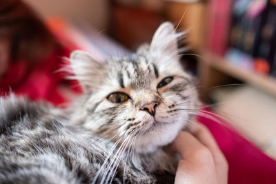 Close-up of hand holding cat