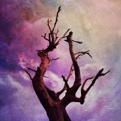 Low angle view of bare tree against sky