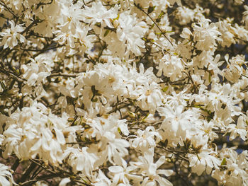 Full frame shot of white flowering plants