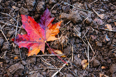 Close-up of dry leaves