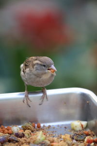 Close-up of bird perching on bowl