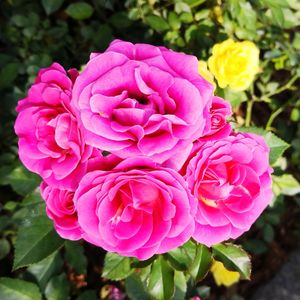 Close-up of pink rose