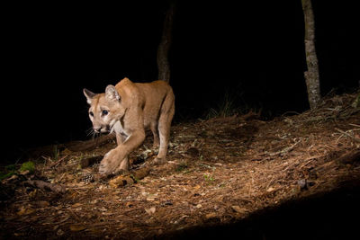 Lioness with dog