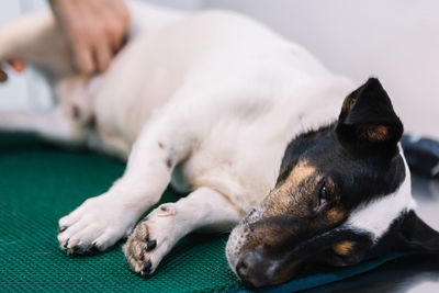 Close-up of dog resting on floor