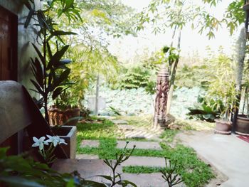 Close-up of plants against trees