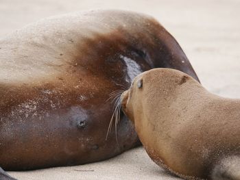 Close-up of sea lion