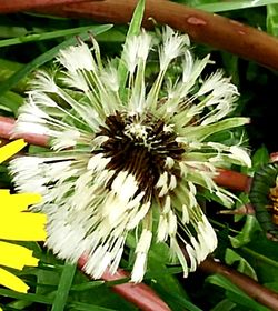 Close-up of flowers