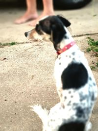 Low section of dog standing on floor