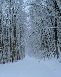 Snow covered trees in forest