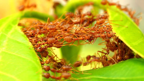 Close-up of insect on plant