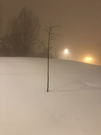 Bare trees on snow covered land