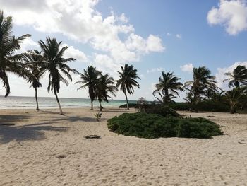 Palm trees on beach against sky