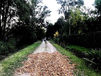 Road amidst trees against sky