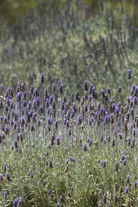Close-up of lavender flowers blooming on field