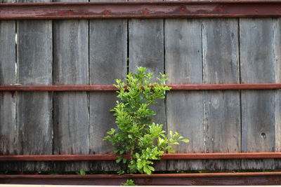 Plants growing in front of wooden wall