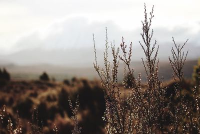 Close-up of plants against sky