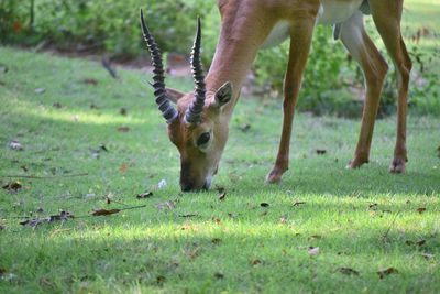 Close-up of giraffe on field