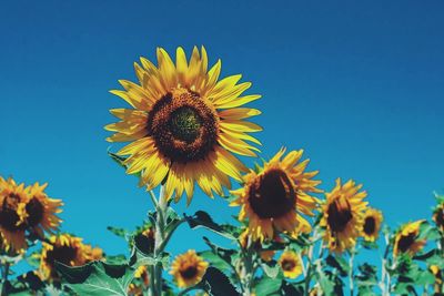 Close-up of sunflower against clear sky