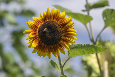Close-up of sunflower against blurred background