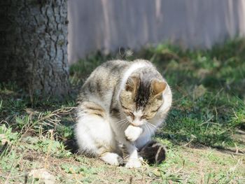 View of a cat on field