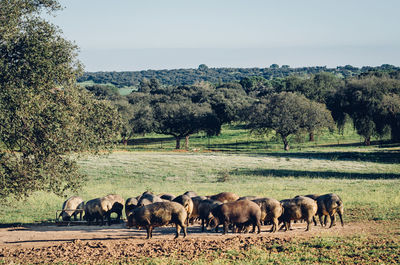 Horses on field against sky