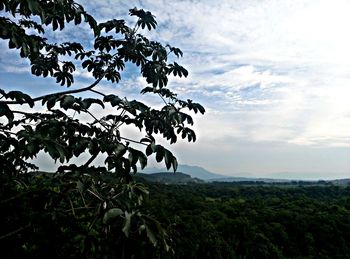 Low angle view of tree against sky