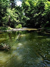 Scenic view of lake in forest