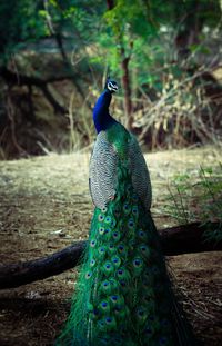 Close-up of a peacock