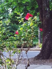 Red flowers growing on tree