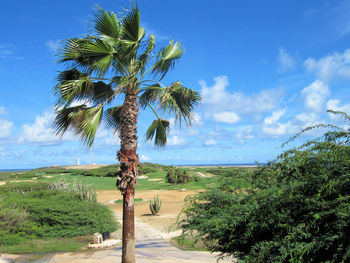 Scenic view of palm trees on landscape against sky