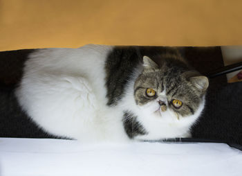 Close-up portrait of cat sitting on table