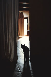 Rear view of dog standing at home