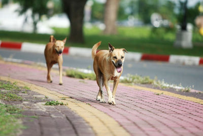 Portrait of dog standing on footpath