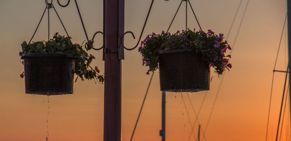 Just watered plants at sunrise 