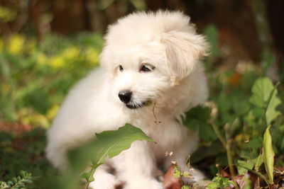 Close-up of white puppy