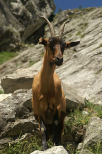 Low angle view of goats on rock