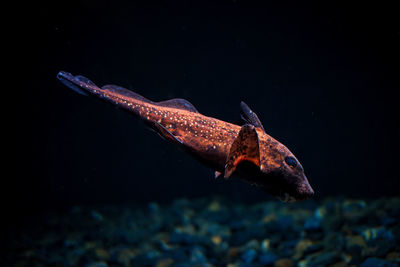 Close-up of fish swimming in sea