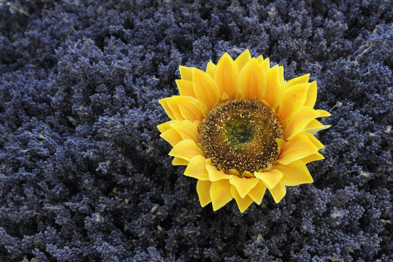 CLOSE UP OF YELLOW FLOWER