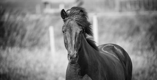 Icelandic horse portrait 