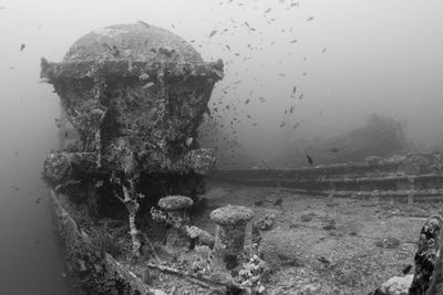 View of turtle in sea