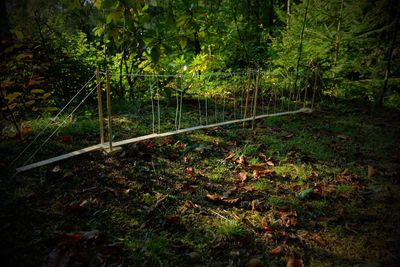 Trees in forest