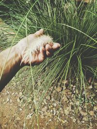 Close-up of a cat on field