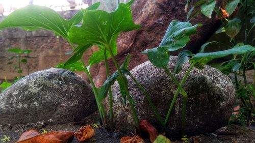 Close-up of leaves on rock