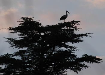 Low angle view of birds on tree