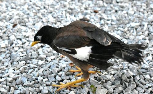 Close-up of a bird