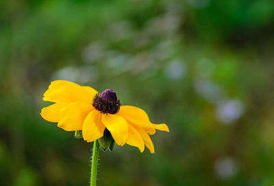 Close-up of yellow flower blooming outdoors