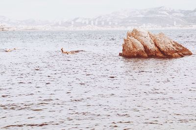 View of trees in the sea