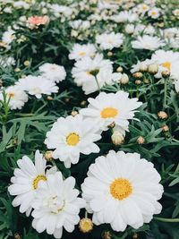 High angle view of white daisy flowers