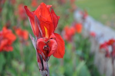 Close-up of red poppy flower